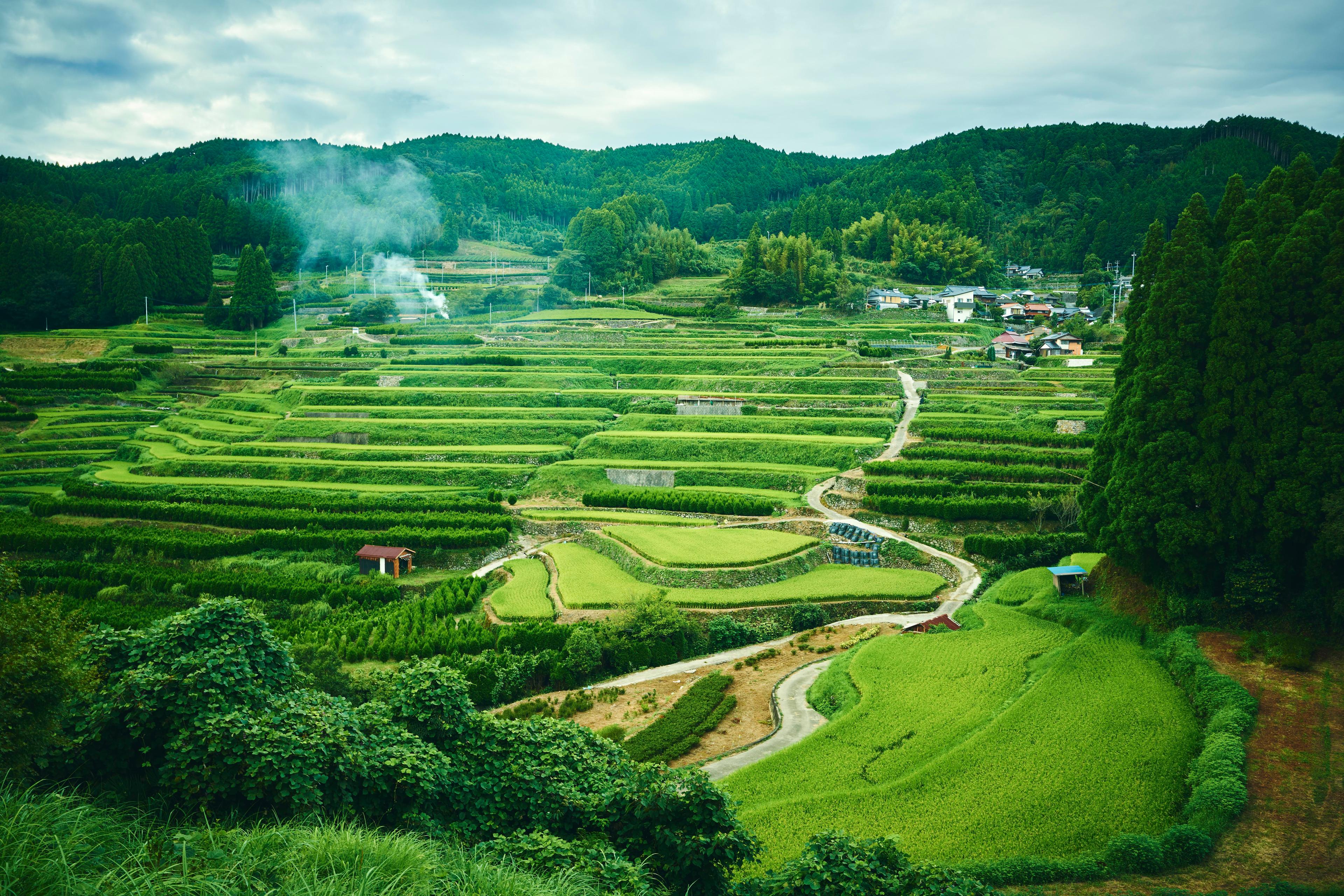 星野村棚田